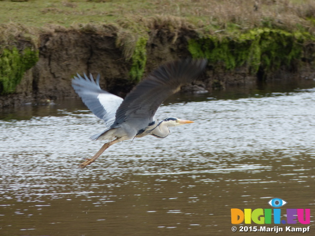 FZ012537 Grey Heron (Ardea cinerea) in flight